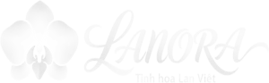 LANORA - TINH HOA LAN VIỆT